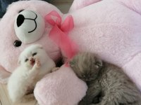Scottish fold dişi yavrular