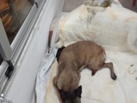 A kalite malinois siyah sevenlere