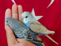 EV ÜRETİMİ YENİ YEME DÜŞMÜŞ BEBEK MUHABBETLER