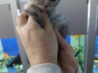 55 günlük iki erkek bir dişi scottish fold yavrular