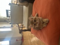 British shorthair yavruma ömürlük yuva arıyorum