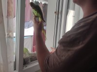Evcil pakistan papağanı