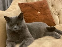 3 yaşında erkek kısır uysal british shorthair