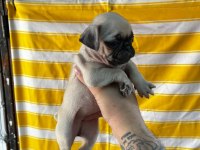 A KALİTE IRK GARANTİLİ PUG BEBEKLER