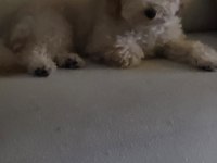 Toy poodle erkek 6 aylık