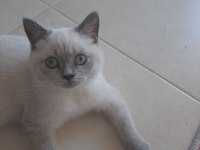 2 yaşında british shorthair kedimiz yuvasını arıyor