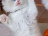 Safkan Ragdoll Bebekler