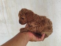 Toy Poodle Bebişler