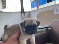 Sağlıklı pug mops yavrularımız