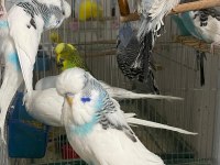JUMBO MUHABBET KUŞLARI SİİRT MERKEZ