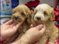 Maltipoo Yavrularımız Irk Ve Sağlık Garantili