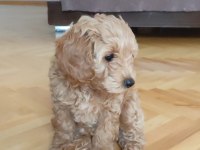 3 Aylık Güzel Kızımız Yeni Ailesini Bekliyor Toy Poodle