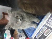 British longhair yavru kediler