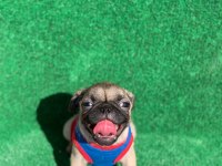 SAFKAN ORJİNAL DİŞİ VE ERKEK PUG MOPS YAVRULAR