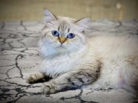 Lynx Point British Longhair Ücretsiz