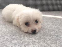 SIFIR NUMARA MALTESE TERRİER
