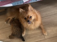 Anne Baba Kendi Köpeğim Poodle
