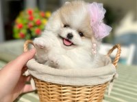 ORİJİNAL POMERANİAN BOO 2 dişi ve 2 erkek bebekler