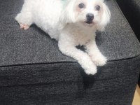 1 yaşında dişi köpeğimiz