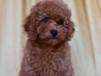 Orjinal Toy Poodle Yavruları 2.5 Aylık