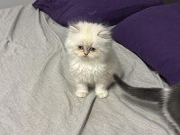 British longhair blue point