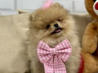 Mini teddy bear pomeranian boo