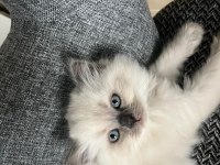 British shorthair yavrularımıza ömürlük yuva arıyorum