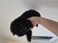 Pomeranian boo yavrular