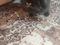 Hollanda lop ve aslan baş tavşanlar