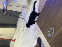 Uygun fiyatlı 7 aylık erkek scottish fold
