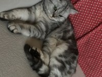 Scottish kızıma çiftleşecek damat adayı arıyorum