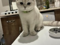 Eşsiz Güzellikteki Safkan Scottish fold