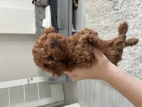 Kore kan teucuo toy poodle