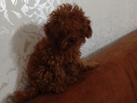 Teacup dişi 5 aylık poodle