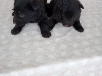 Alman çoban köpeği yavrularımız