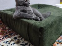 British shorthair yavrularımıza yuva arıyoruz