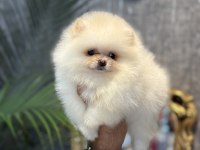 Teddy Pomeranian Prenses