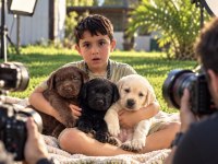 Labrador Retriever Yavrularımız Yeni Ailelerini Bekliyor