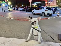 French Bulldog Aşıları Tam Kısırlaştırıldı