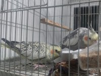 Petshop fiyatına sultan papağanı