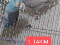2 takım forpus papağanı