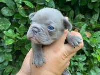 Blue fransız bulldog yavruları