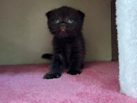 Erkek scottish fold yavru