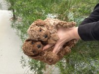 Orjinal kendi poodle yavrularım