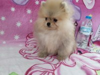 Safkan teacup ayı surat pomeranian boo yavrumuz