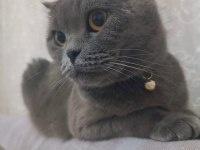 2 Yaşında Scottish Fold Duman Gri