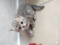 40 günlük british shorthair yavrular
