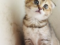 Birbirinden Sevimli Scottish Fold Yavrular