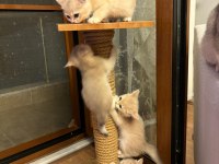 Golden British Shorthair Safkan