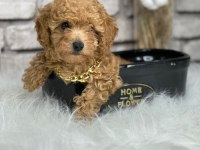 A kalite toy poodle yavrularım